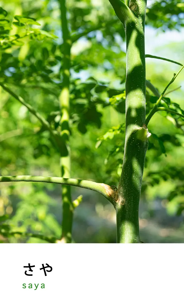 さや